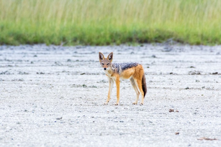 Animals of Nata Bird Sanctuary